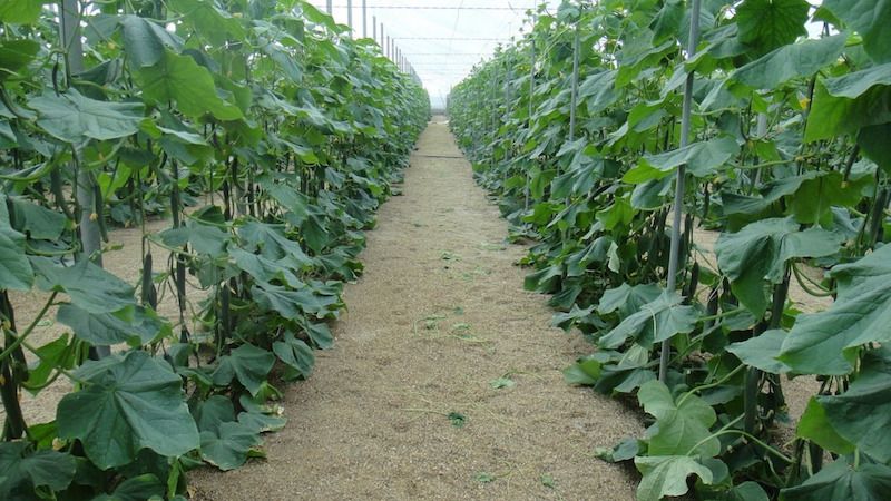 At what night temperature do cucumbers grow in open ground and in a greenhouse?