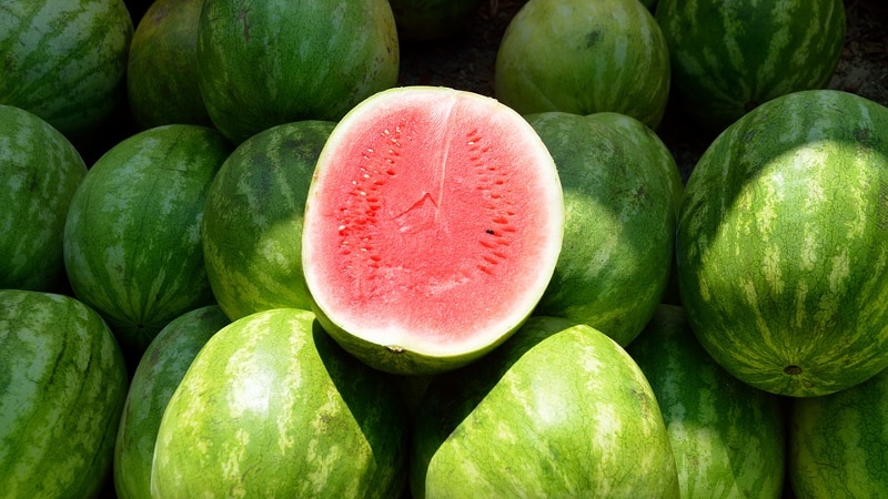 Reasons why watermelon is bitter and is it possible to eat such a fruit?