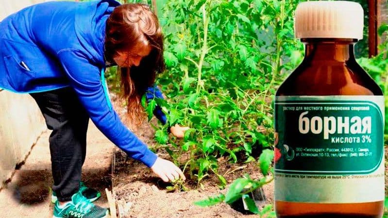The use of boric acid for plants: tomatoes, cucumbers, peppers and other crops