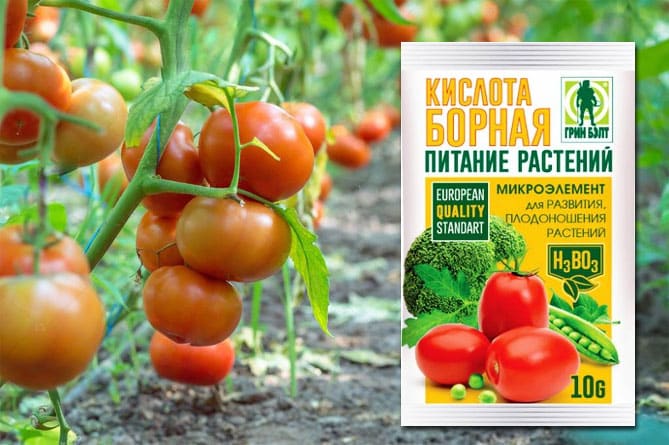 The use of boric acid for plants: tomatoes, cucumbers, peppers and other crops
