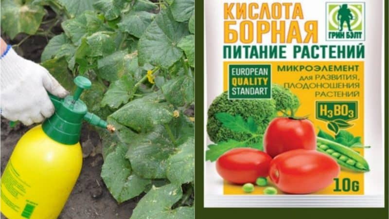 The use of boric acid for plants: tomatoes, cucumbers, peppers and other crops