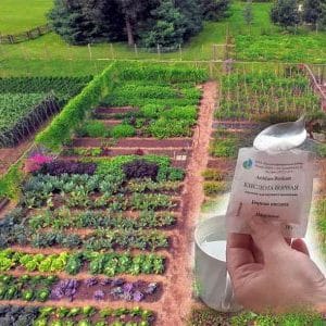 The use of boric acid for plants: tomatoes, cucumbers, peppers and other crops