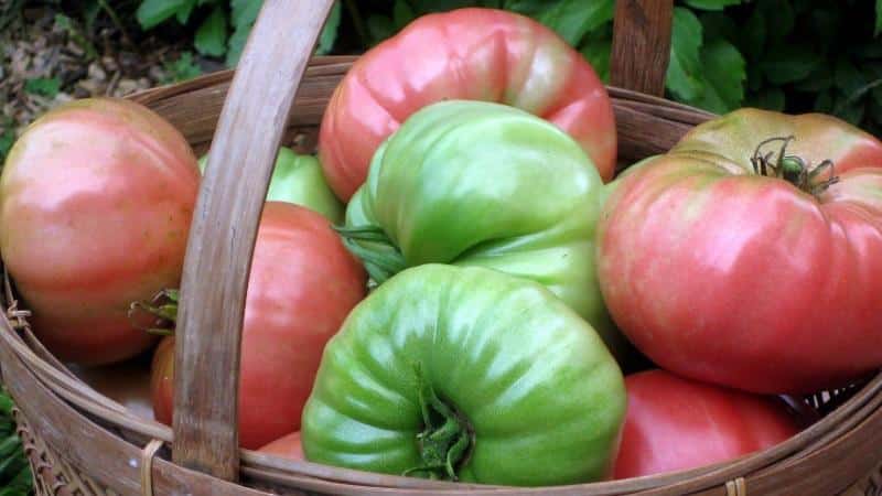 We'll tell you and show you how to keep tomatoes fresh for a long time: interesting life hacks from experienced owners