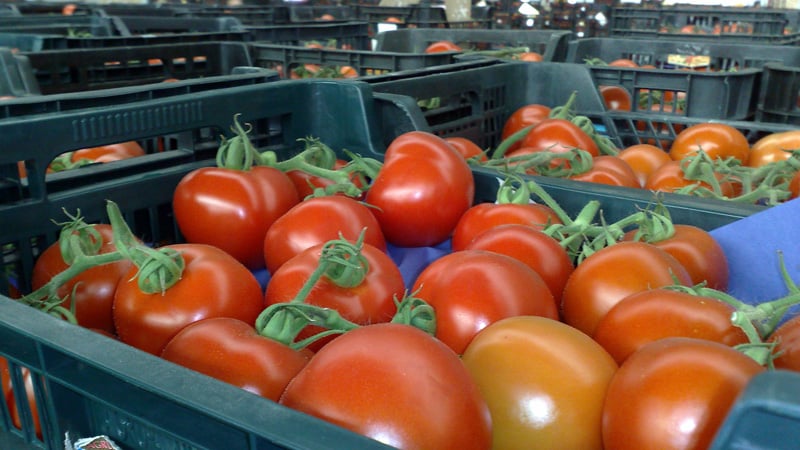 We'll tell you and show you how to keep tomatoes fresh for a long time: interesting life hacks from experienced owners