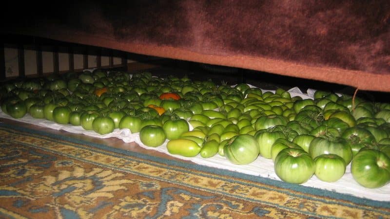We'll tell you and show you how to keep tomatoes fresh for a long time: interesting life hacks from experienced owners