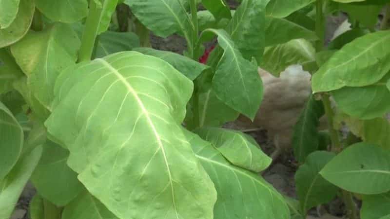 Varieties and characteristics of tobacco varieties