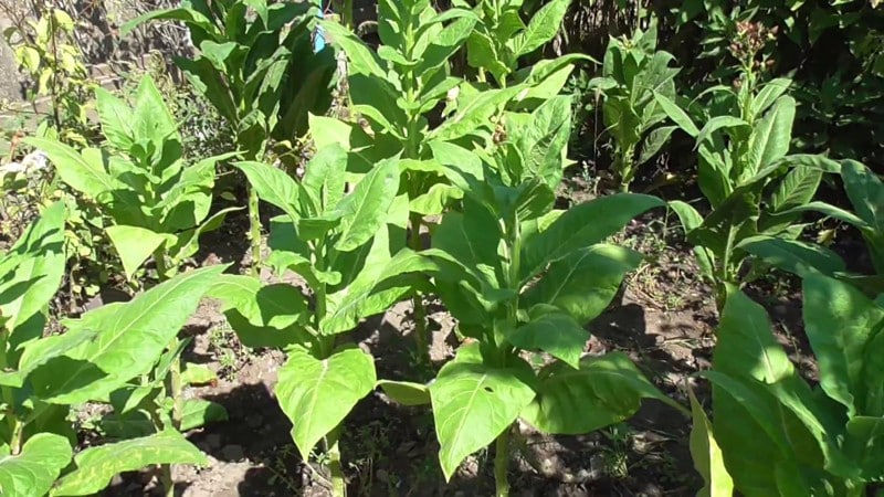 Varieties and characteristics of tobacco varieties