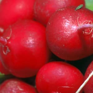 Caring for the Celeste radish hybrid to produce tasty and large fruits