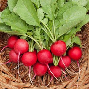 Caring for the Celeste radish hybrid to produce tasty and large fruits