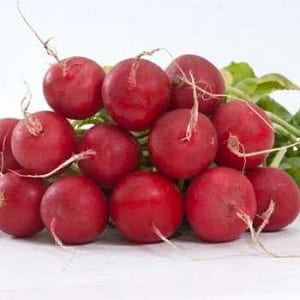Caring for the Celeste radish hybrid to produce tasty and large fruits