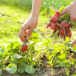 Caring for the Celeste radish hybrid to produce tasty and large fruits