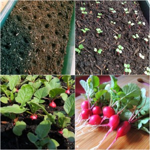 Caring for the Celeste radish hybrid to produce tasty and large fruits