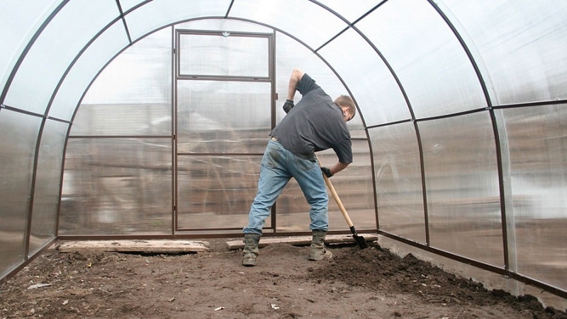 Expert recommendations for caring for eggplants in a greenhouse