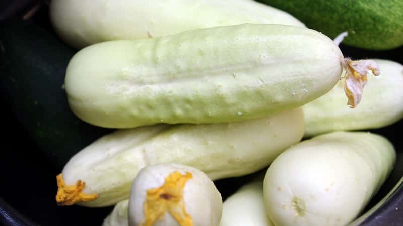 The earliest varieties of cucumbers for greenhouses and open ground