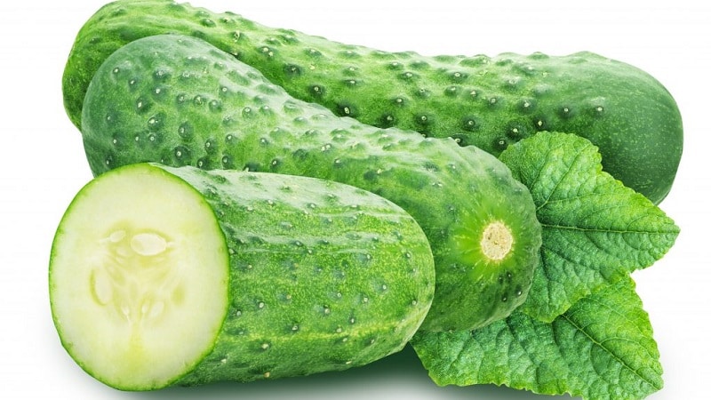 The earliest varieties of cucumbers for greenhouses and open ground