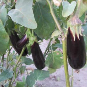 Secrets of feeding eggplants for a rich harvest