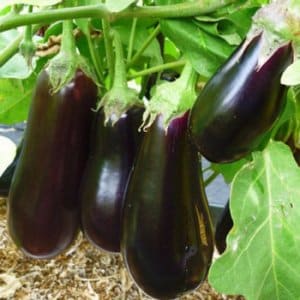 Secrets of feeding eggplants for a rich harvest