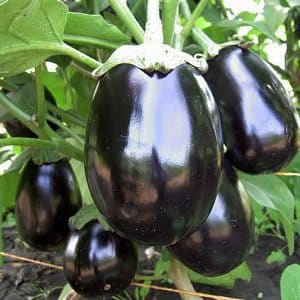 Secrets of feeding eggplants for a rich harvest