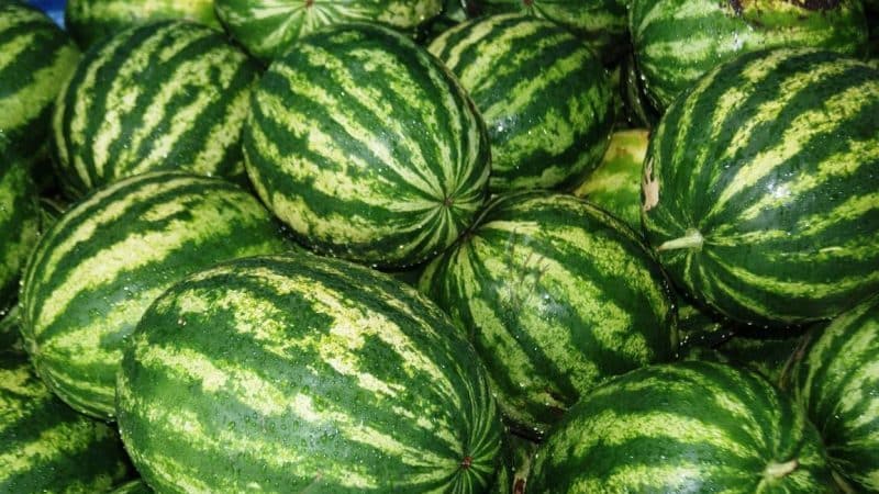 Is it worth buying watermelon seeds Producer: review of the variety by American breeders, its advantages and disadvantages