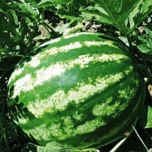 Is it worth buying watermelon seeds Producer: review of the variety by American breeders, its advantages and disadvantages