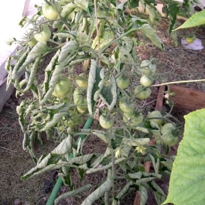 What to do if the leaves of tomatoes in a greenhouse curl?