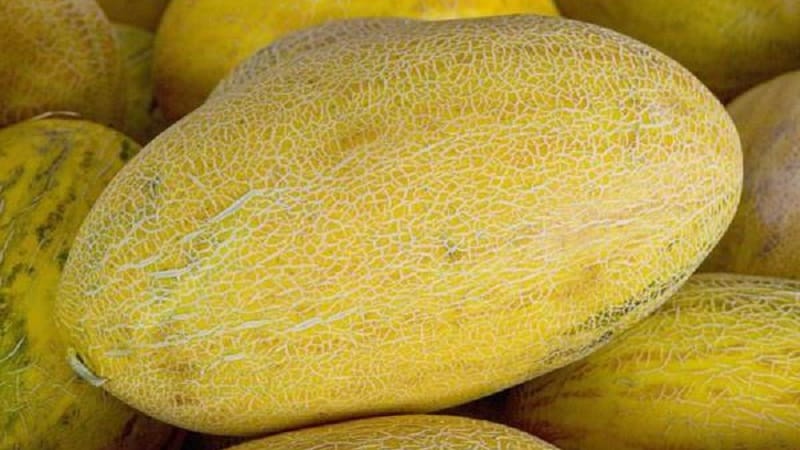 Sweet and aromatic Uzbek melon Gulyabi: how to choose and how to grow it yourself
