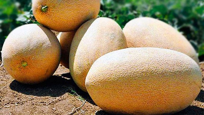 Sweet and aromatic Uzbek melon Gulyabi: how to choose and how to grow it yourself