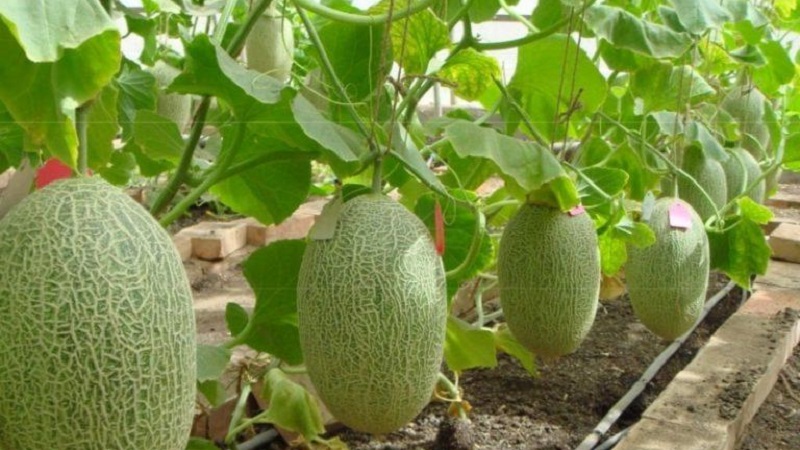 Sweet and aromatic Uzbek melon Gulyabi: how to choose and how to grow it yourself