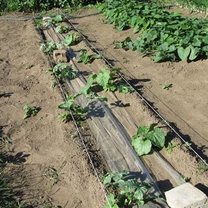 Sweet and aromatic Uzbek melon Gulyabi: how to choose and how to grow it yourself