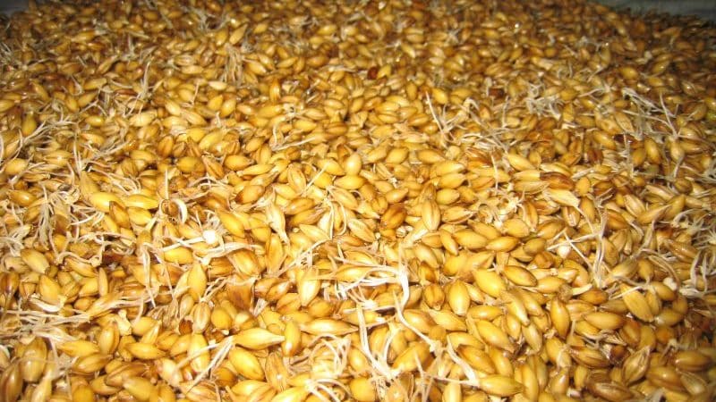 How to make malt from barley at home