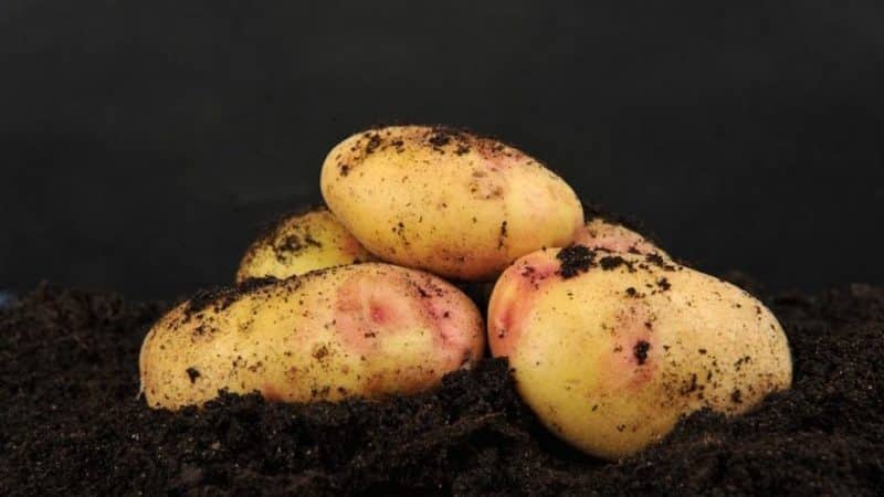 Potato variety Galaxy with excellent taste and long shelf life