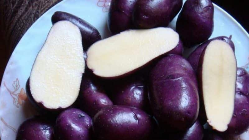 Amateur table potato variety Gypsy with purple skin and white flesh