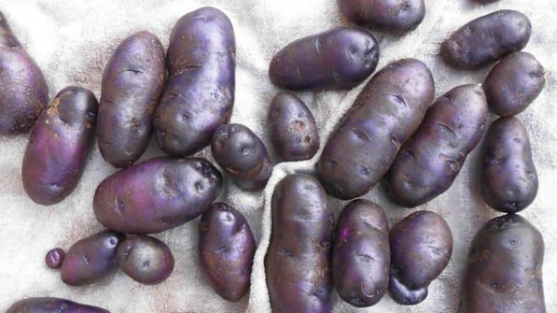 Amateur table potato variety Gypsy with purple skin and white flesh