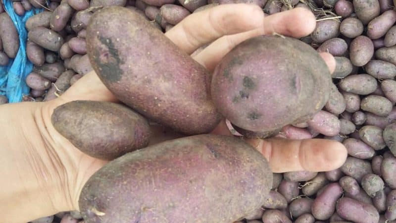 Amateur table potato variety Gypsy with purple skin and white flesh