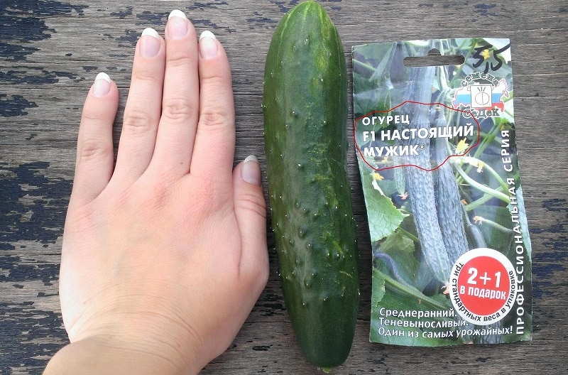Mid-early hybrid of cucumbers. A real man with stable, strong bushes and large fruits.