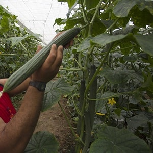 Mid-early hybrid of cucumbers. A real man with stable, strong bushes and large fruits.