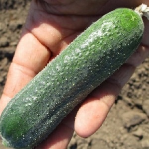 Mid-early self-pollinating cucumber Patti: secrets of agricultural technology and reviews of the harvest