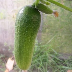 Mid-early self-pollinating cucumber Patti: secrets of agricultural technology and reviews of the harvest