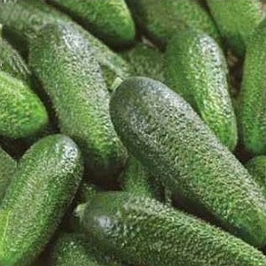 Mid-early self-pollinating cucumber Patti: secrets of agricultural technology and reviews of the harvest