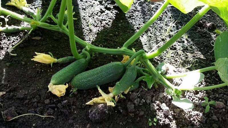 Mid-early self-pollinating cucumber Patti: secrets of agricultural technology and reviews of the harvest