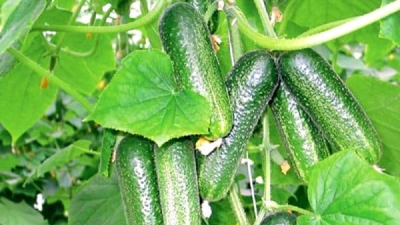 Mid-early self-pollinating cucumber Patti: secrets of agricultural technology and reviews of the harvest