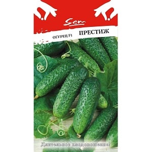 Mid-season hybrid of cucumbers Prestige from domestic breeders
