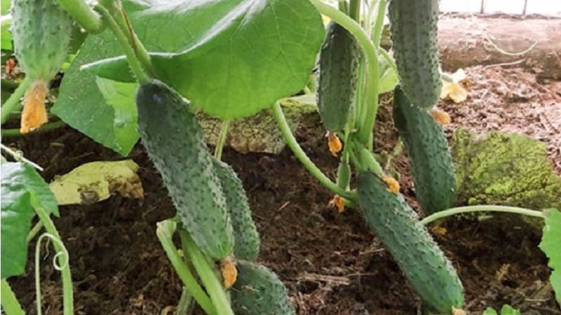 Mid-season hybrid of cucumbers Prestige from domestic breeders