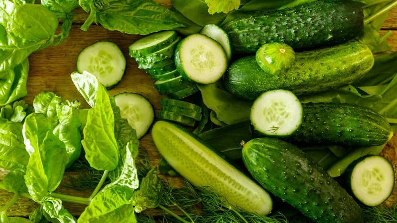 Mid-season hybrid of cucumbers Prestige from domestic breeders
