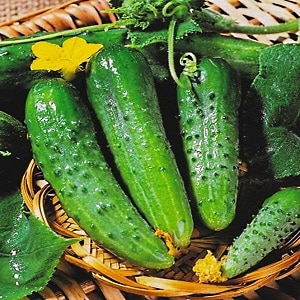 Mid-season hybrid of cucumbers Prestige from domestic breeders