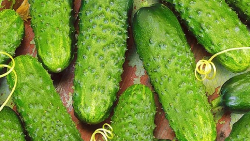 Mid-season hybrid of cucumbers Prestige from domestic breeders