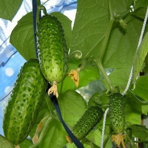 Mid-season hybrid of cucumbers Prestige from domestic breeders