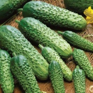 Mid-season hybrid of cucumbers Prestige from domestic breeders