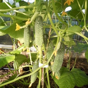 Mid-season hybrid of cucumbers Prestige from domestic breeders