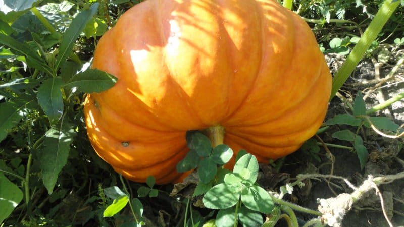 When to harvest pumpkins in the Moscow region and how to do it correctly: features of growing and harvesting